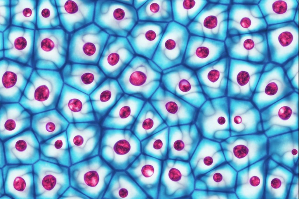Embryonic stem cells colony under a microscope.
